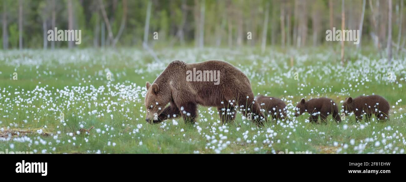 Shot of the mother bear and her three cubs walking on the middle of the ...