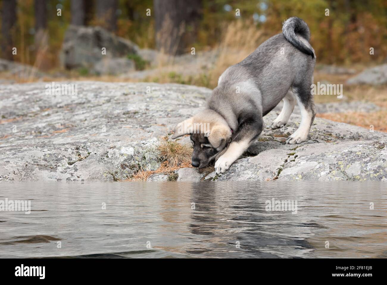 Shot of a curious Swedish Elkhound puppy suspiciously exploring the shoreline. Stock Photo