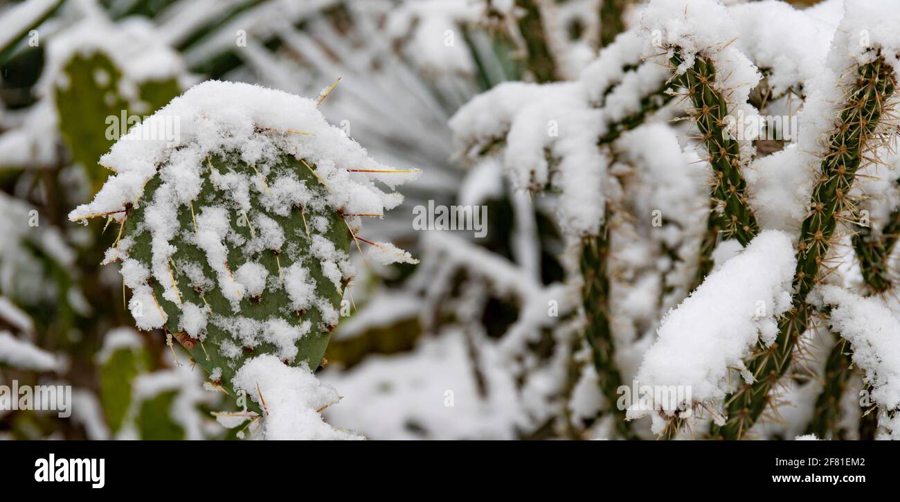 View of a Snow-covered, frost-resistant Cylindropuntia cactus, and Opuntia cactus with large, pointed spines in winter Stock Photo