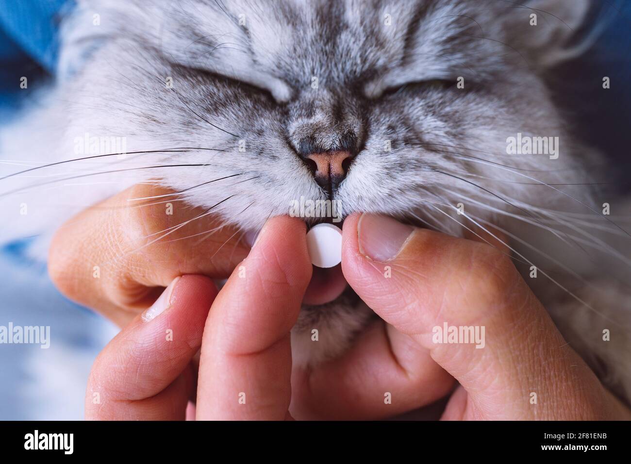 Owner giving a pill or tablet to his sick cat. Medicines for animals