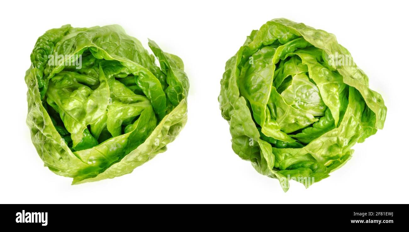 Two Romaine lettuce hearts, from above. Cos lettuce, tall lettuce heads of sturdy dark green leaves with firm ribs down their centers. Lactuca sativa. Stock Photo