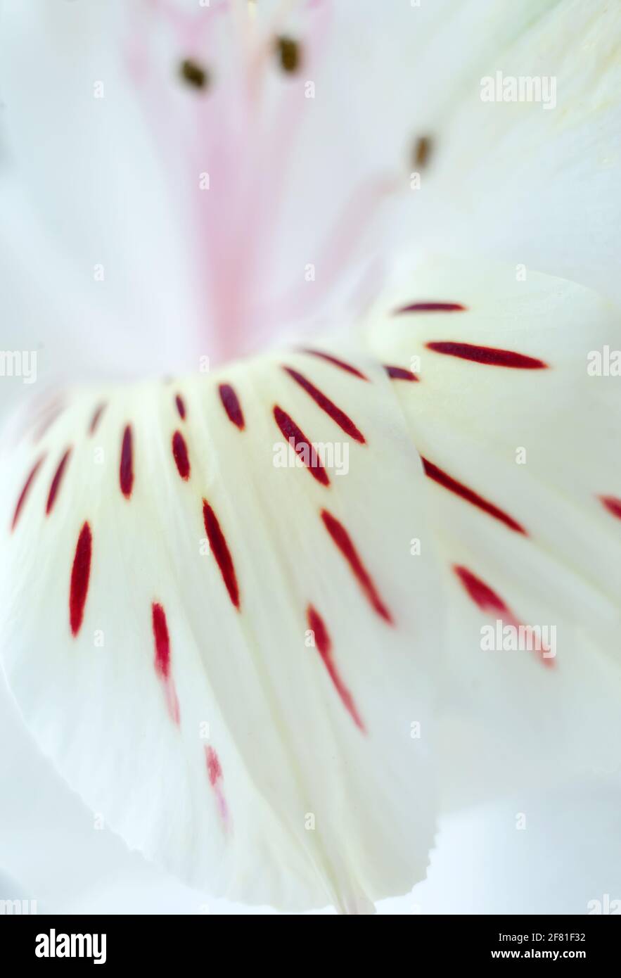 Tender white floral background with alstroemeria flower petals with red spots, pink pistils and stamens Stock Photo