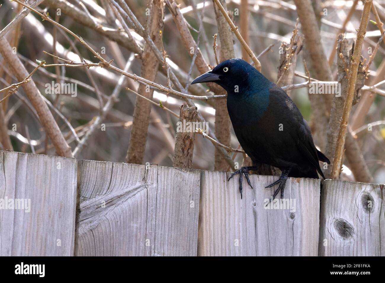 Common Grackle (Quiscalus quiscula) Stock Photo