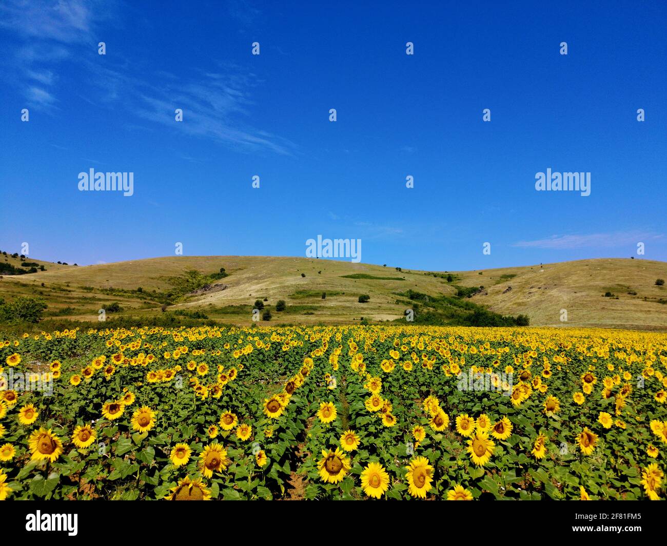 The Common Sunflower Plant Helianthus annuus Stock Photo Alamy