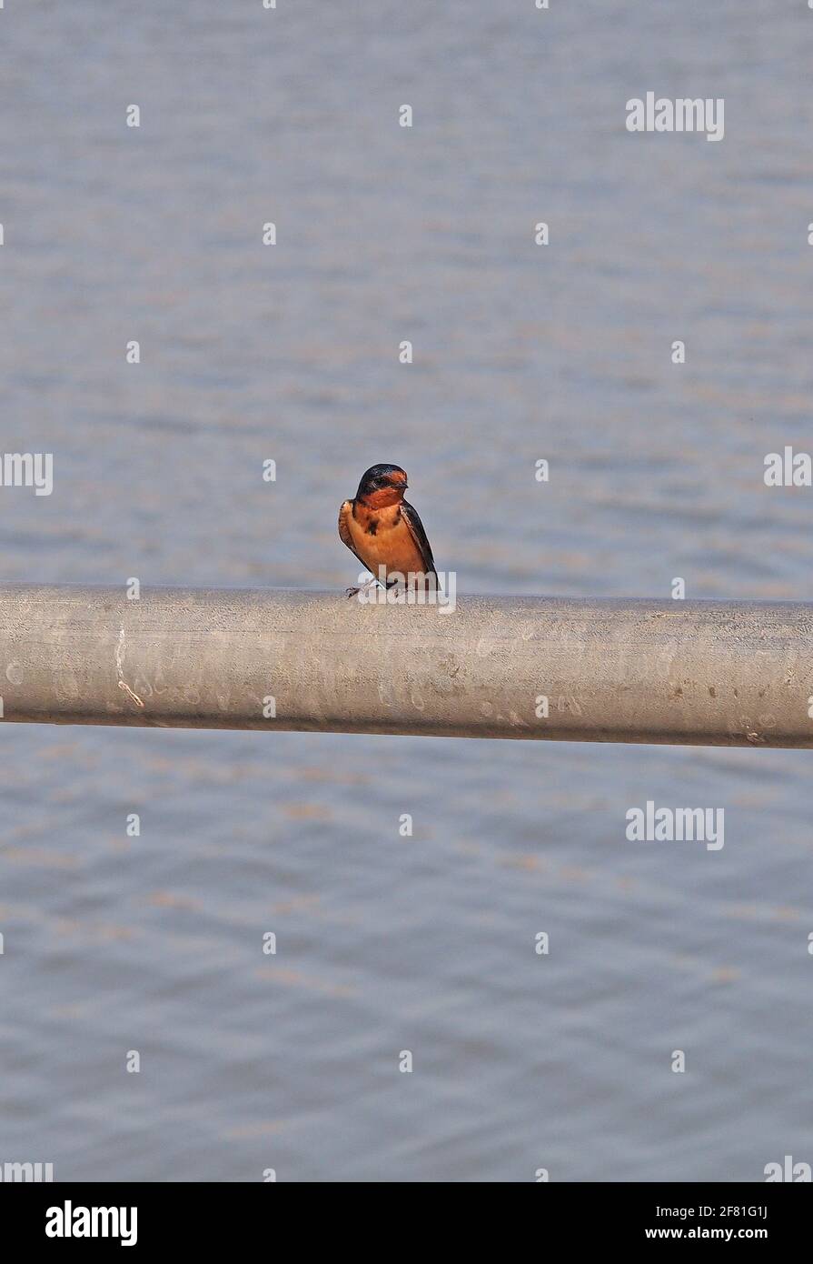 small bird on railing next to a lake  in the San Francisco Bay Area, California Stock Photo