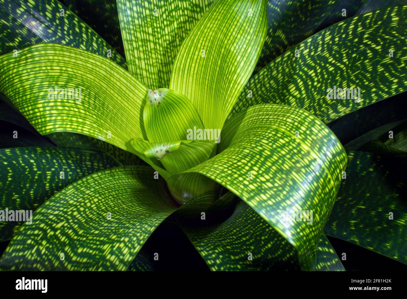 Green tropical leaf pattern plants Stock Photo
