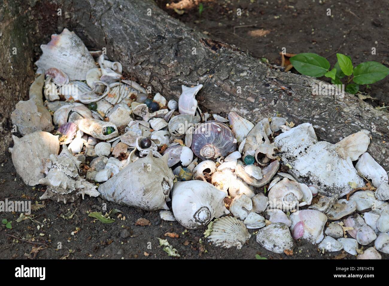 Shell Collection at Almond Tree Root as Tropical Garden Decor Stock Photo