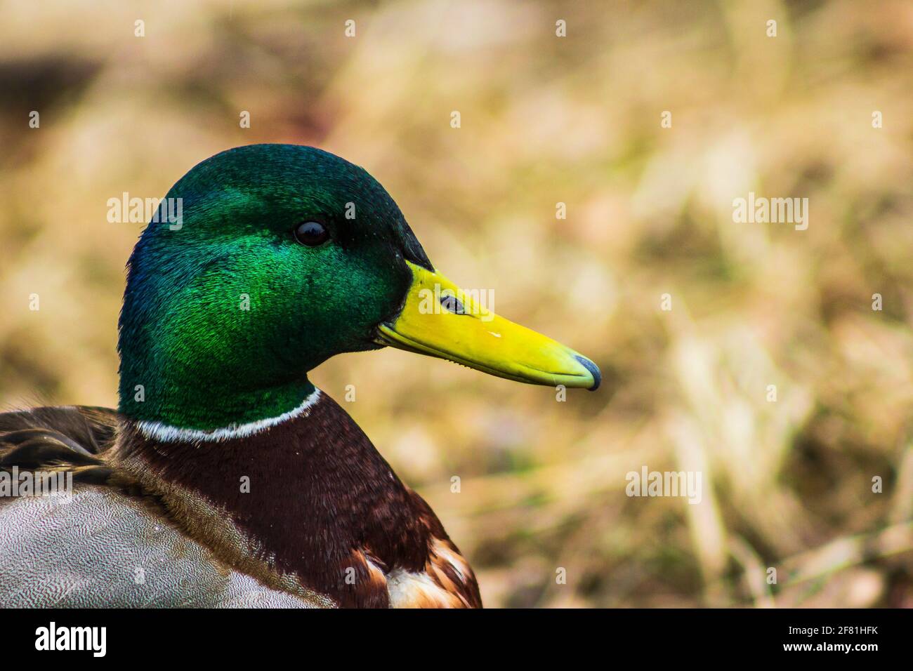 beautiful duck green color head yellow beak nature bird Stock Photo - Alamy