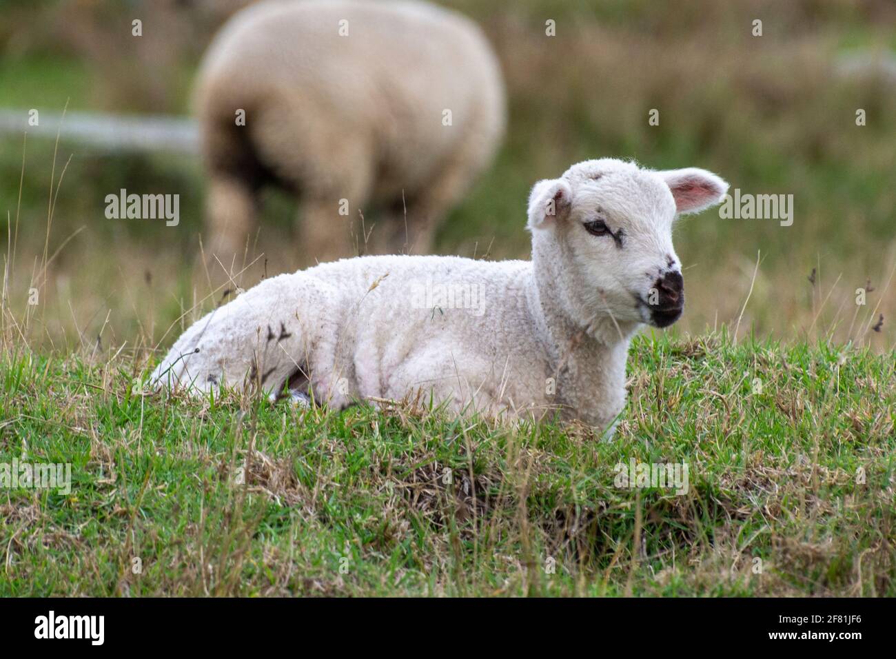 Baby sheep free and happy wandering around Guasca, Colombia Stock Photo