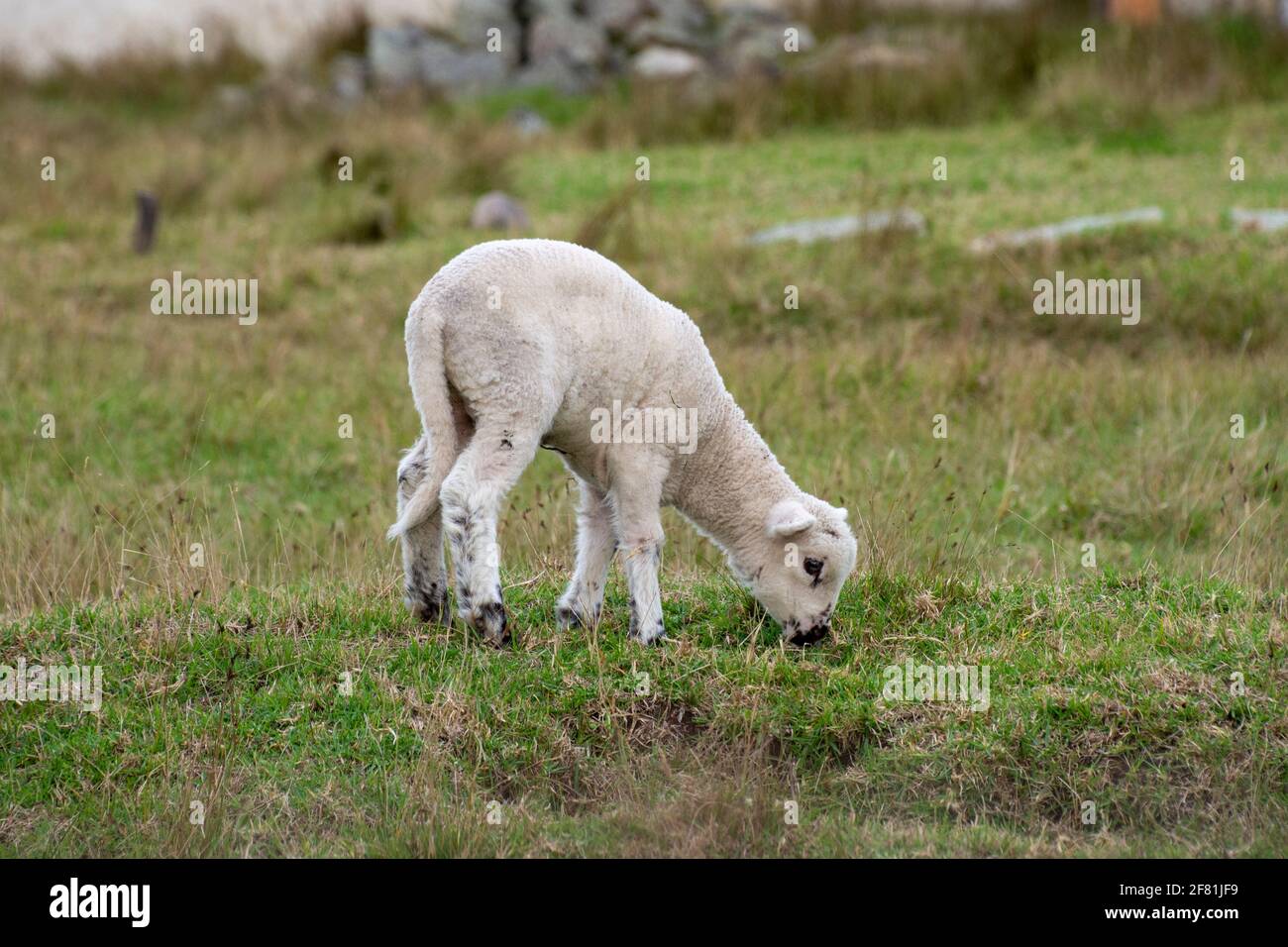 Baby sheep feeding with grass at Guasca, Colombia. Stock Photo