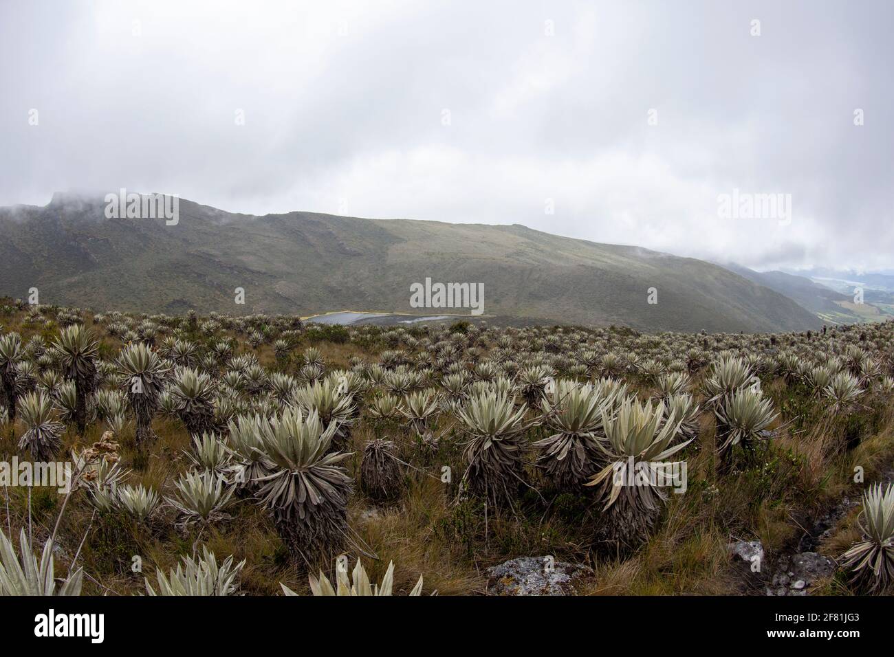 Amazing landscape at Chingaza National Park. Colombia Stock Photo