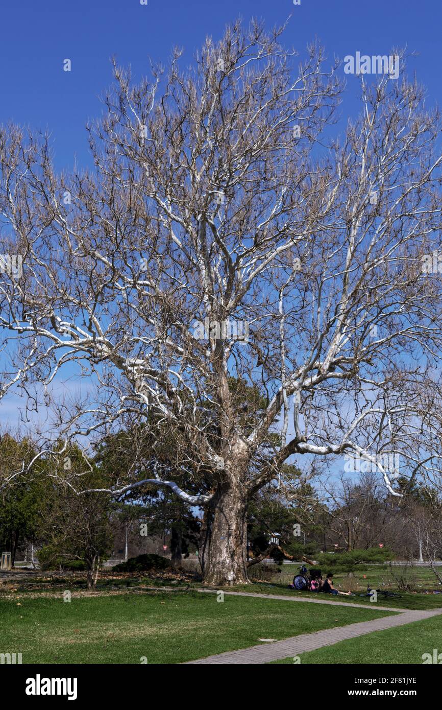 Magnificent old bonewhite buttonwood tree (Platanus occidentalis) at