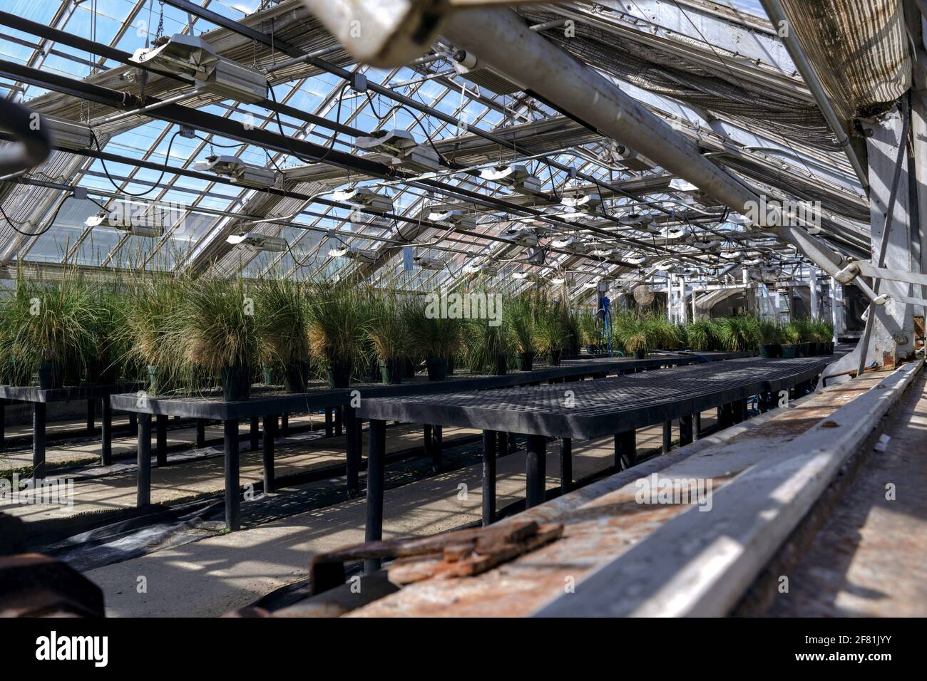 Interior of the greenhouses at the Central Experimental Farm, growing some kind of grasses. Ottawa, Ontario, Canada. Stock Photo