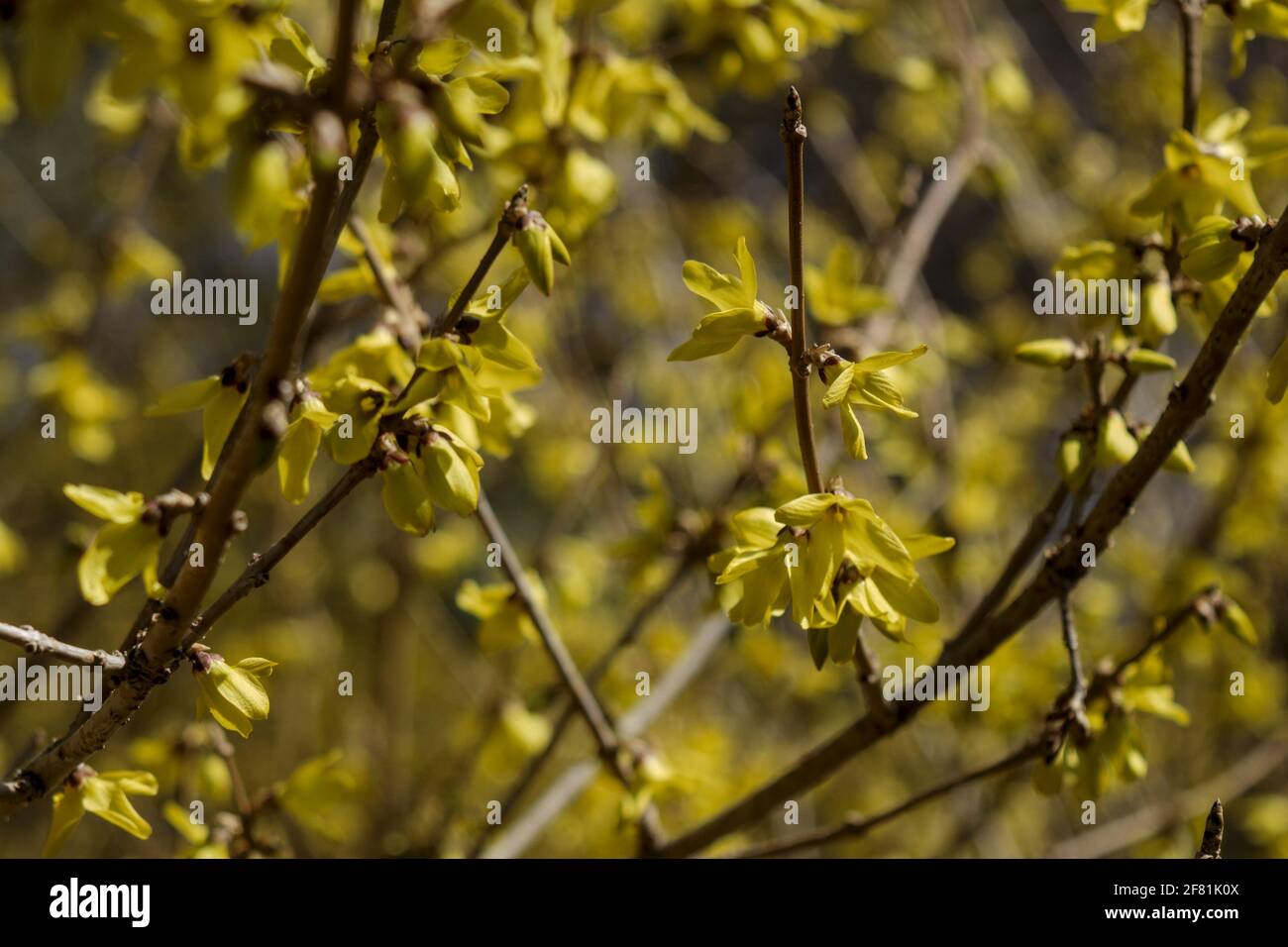 One of the early spring bloomers here in Canada - forsythia (Forsythia viridissima) looking splendid in the afternoon sunshine. Ottawa, Ontario. Stock Photo