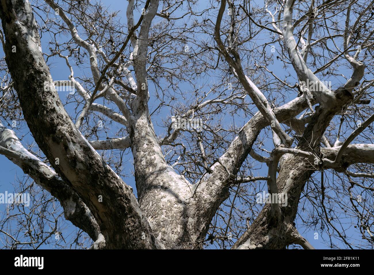 Magnificent old bone-white buttonwood tree (Platanus occidentalis) at the Arboretum, Ottawa, Ontario, Canada. Stock Photo