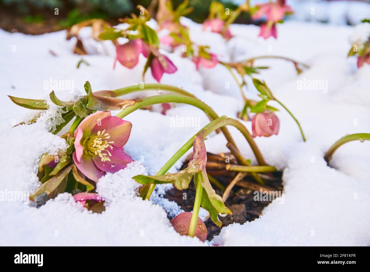 close up of blooming hellebore in snow-covered garden Stock Photo
