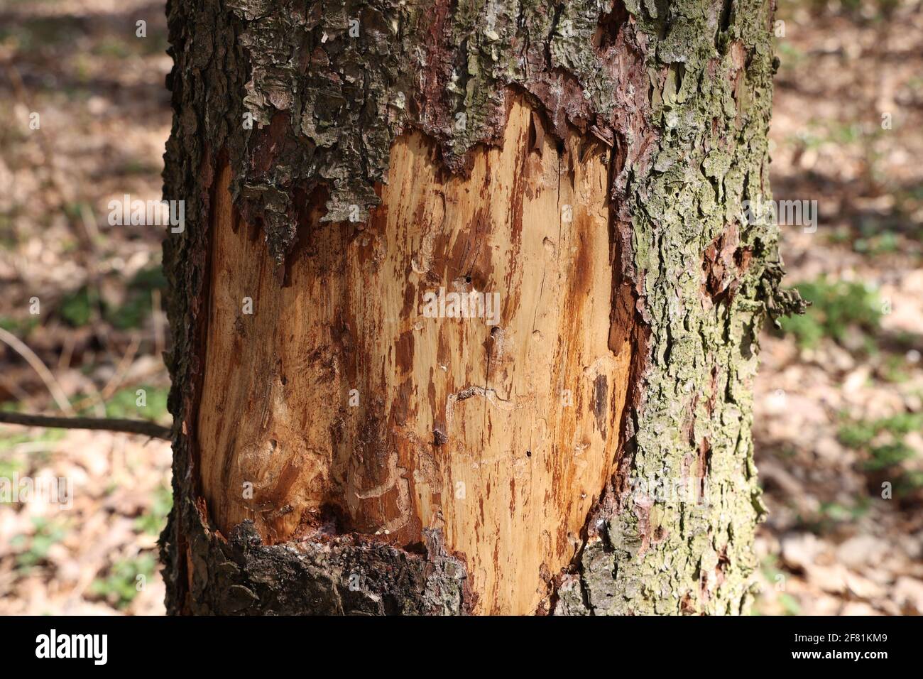 A closeup shot of tree trunk with peeling bark damaged by a bark beetle ...