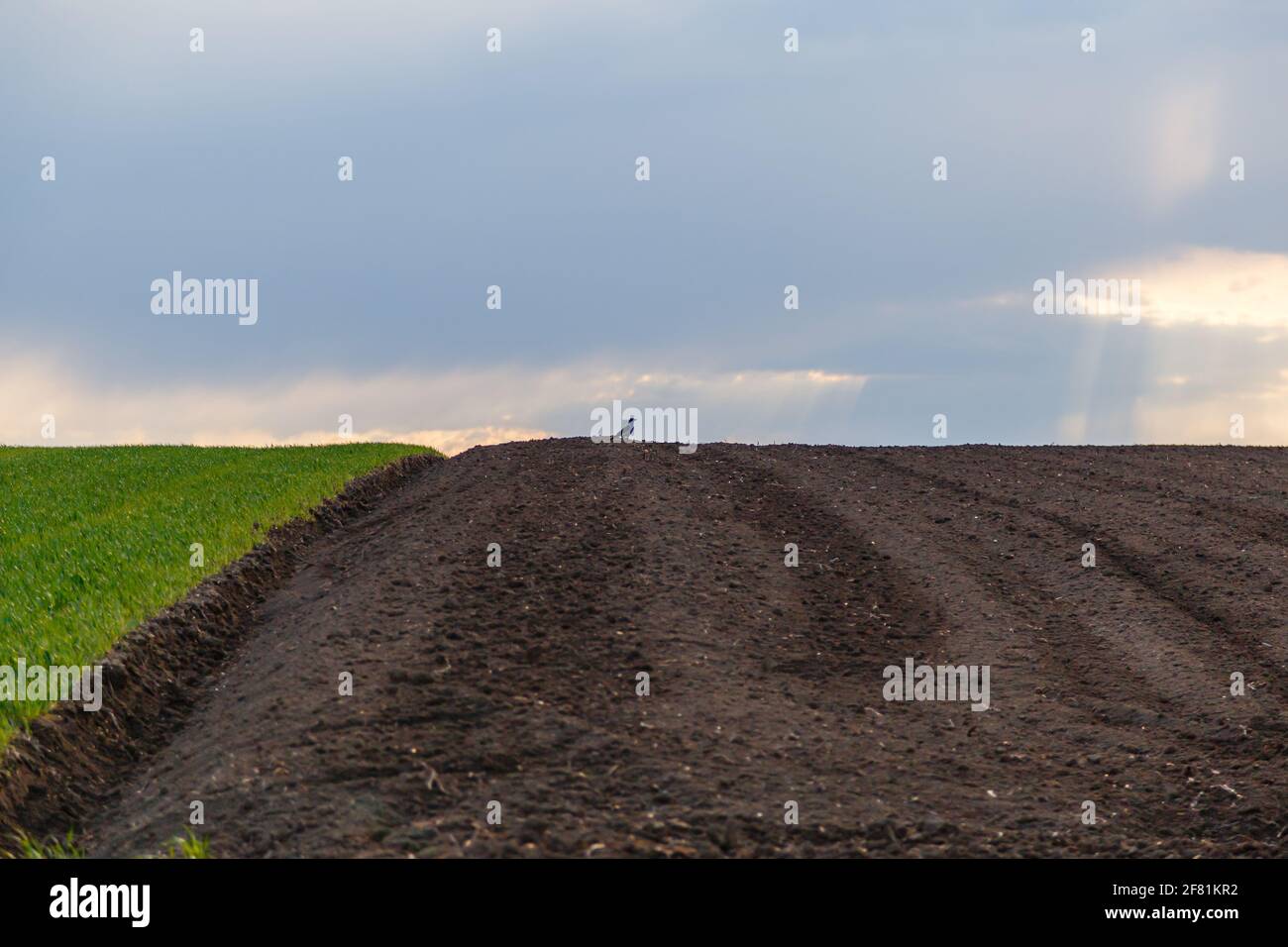 An agricultural field under the cloudy sky Stock Photo - Alamy