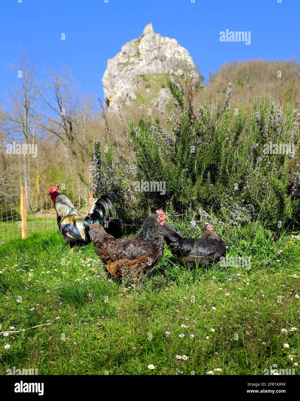 Free-range chickens next to the Aizkorri natural park in the Basque Country. The Marutegi castle can be seen in the background. Stock Photo