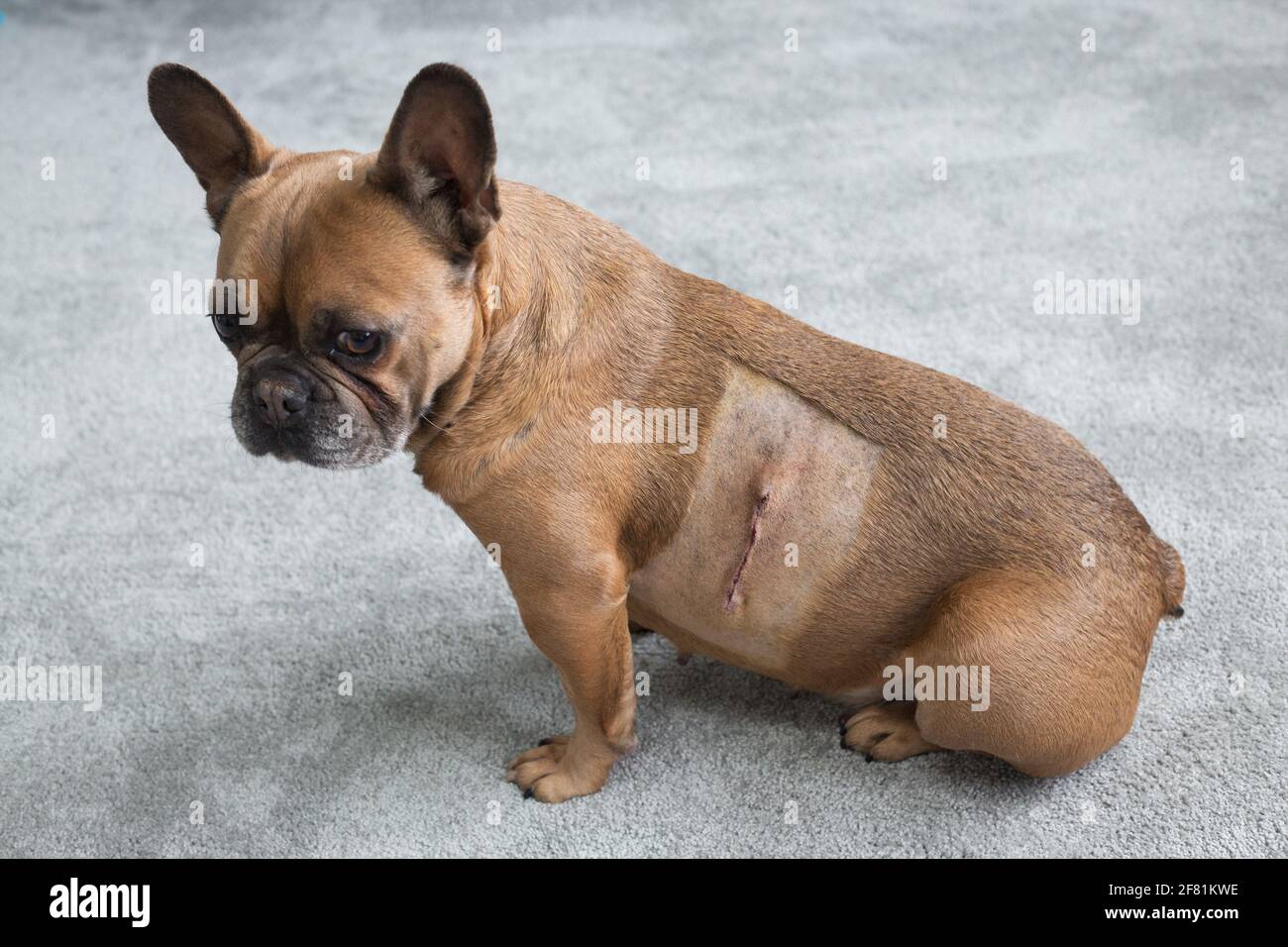 A French Bulldog With A Scar From A Tumor Removal Surgery Stock Photo