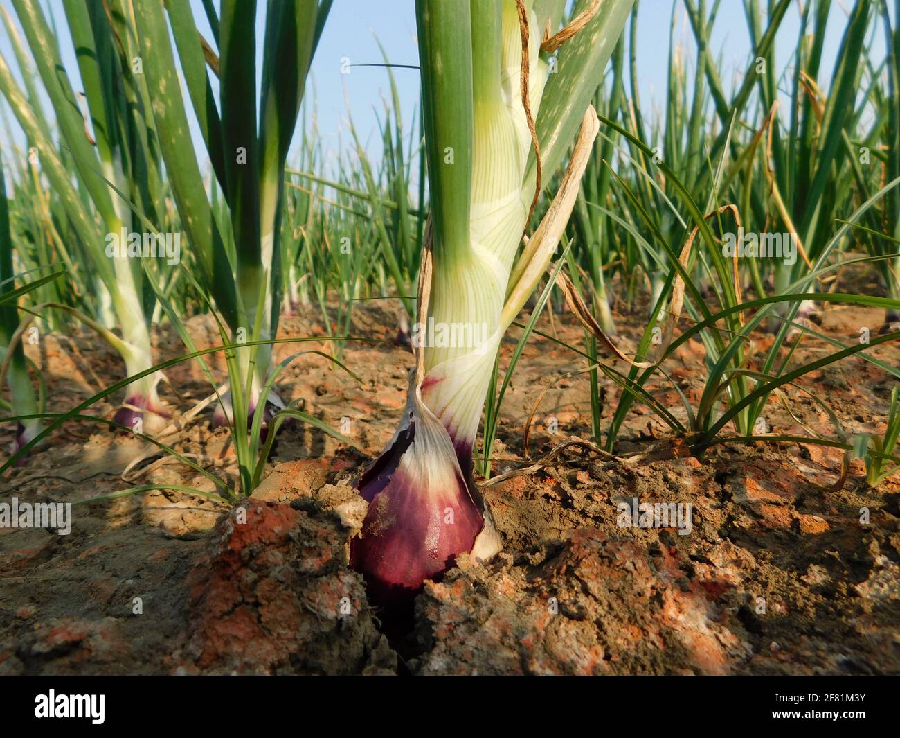 A closeup shot of onion plants in the farm Stock Photo - Alamy