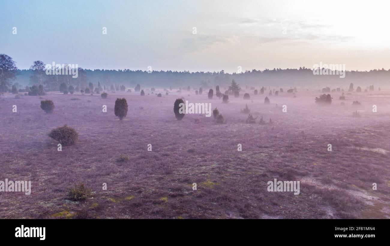 Morning in the heathland with fog and sunrise. Stock Photo