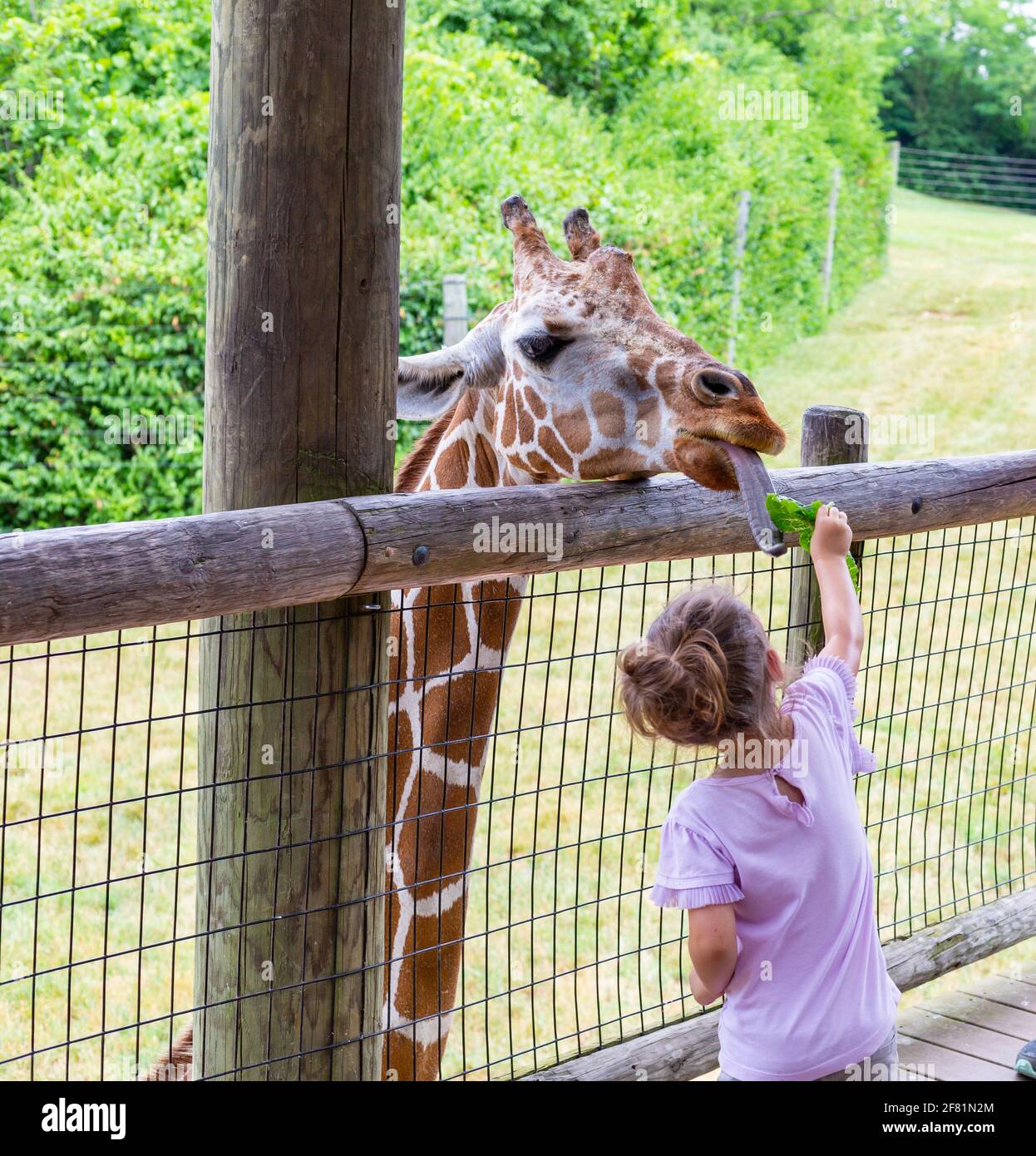 A young girl feeds a piece of lettuce to a hungry giraffe at the Fort Wayne Children's Zoo. Stock Photo