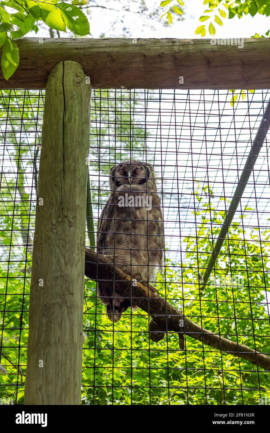 A Verreaux's Eagle-Owl sits on a branch at the Fort Wayne Children's Zoo. Stock Photo