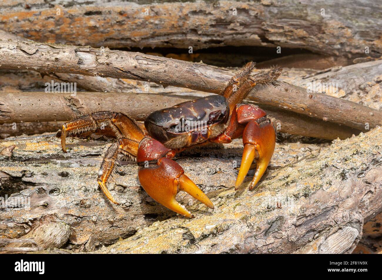 The brown land crab, Cardisoma carnifex, is also known as a chestnut crab or red-claw crab, Fiji. This crab is a species of terrestrial crab found in Stock Photo