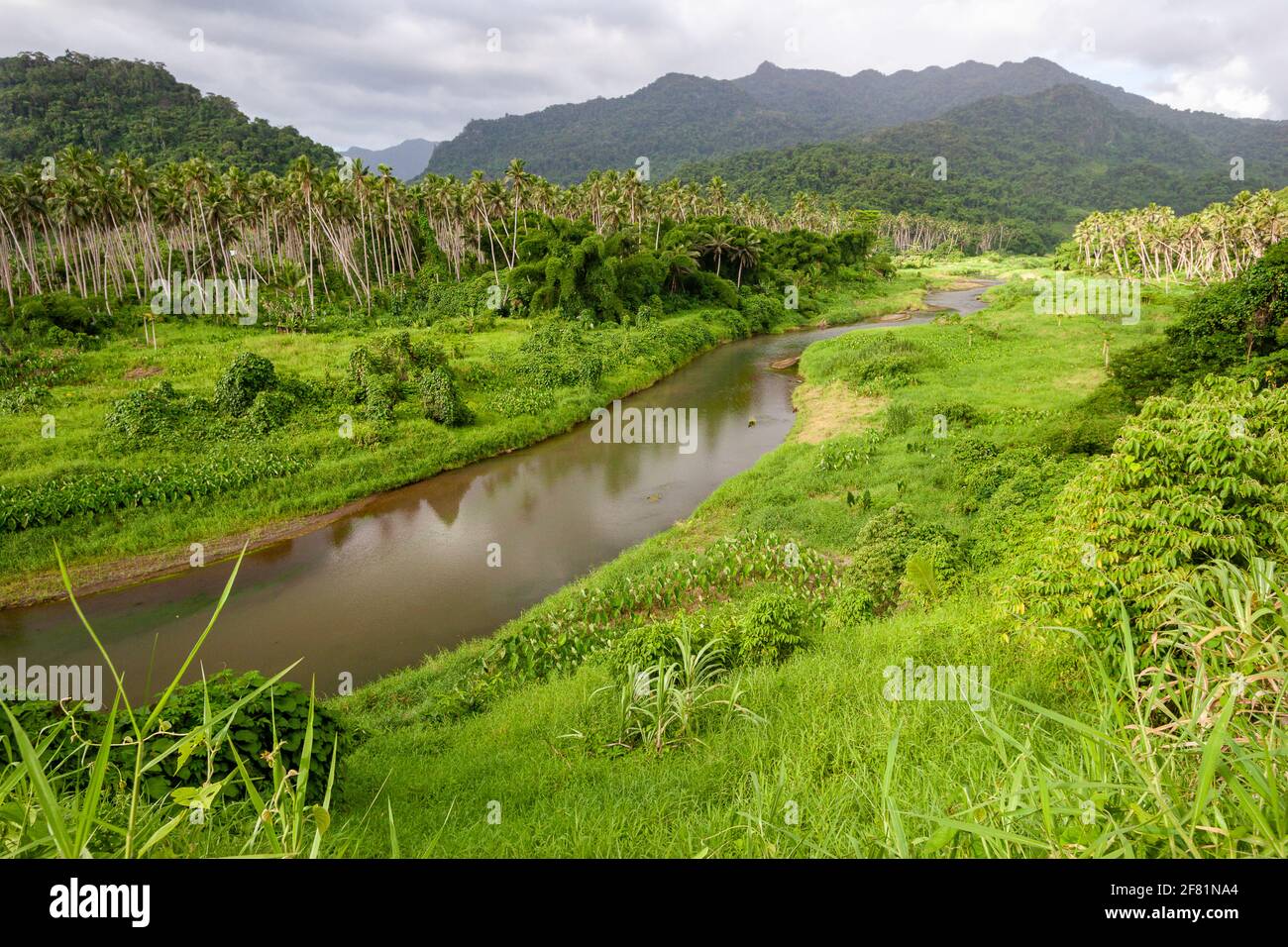 A mountain stream, palm trees and thick jungle in the upland area on the island of Vanua Levu near Savusavu, Fiji. Stock Photo