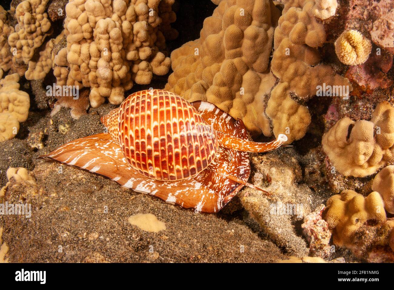 A partridge tun shell, Tonna perdix, moving about the reef at night.  Hawaii. Stock Photo