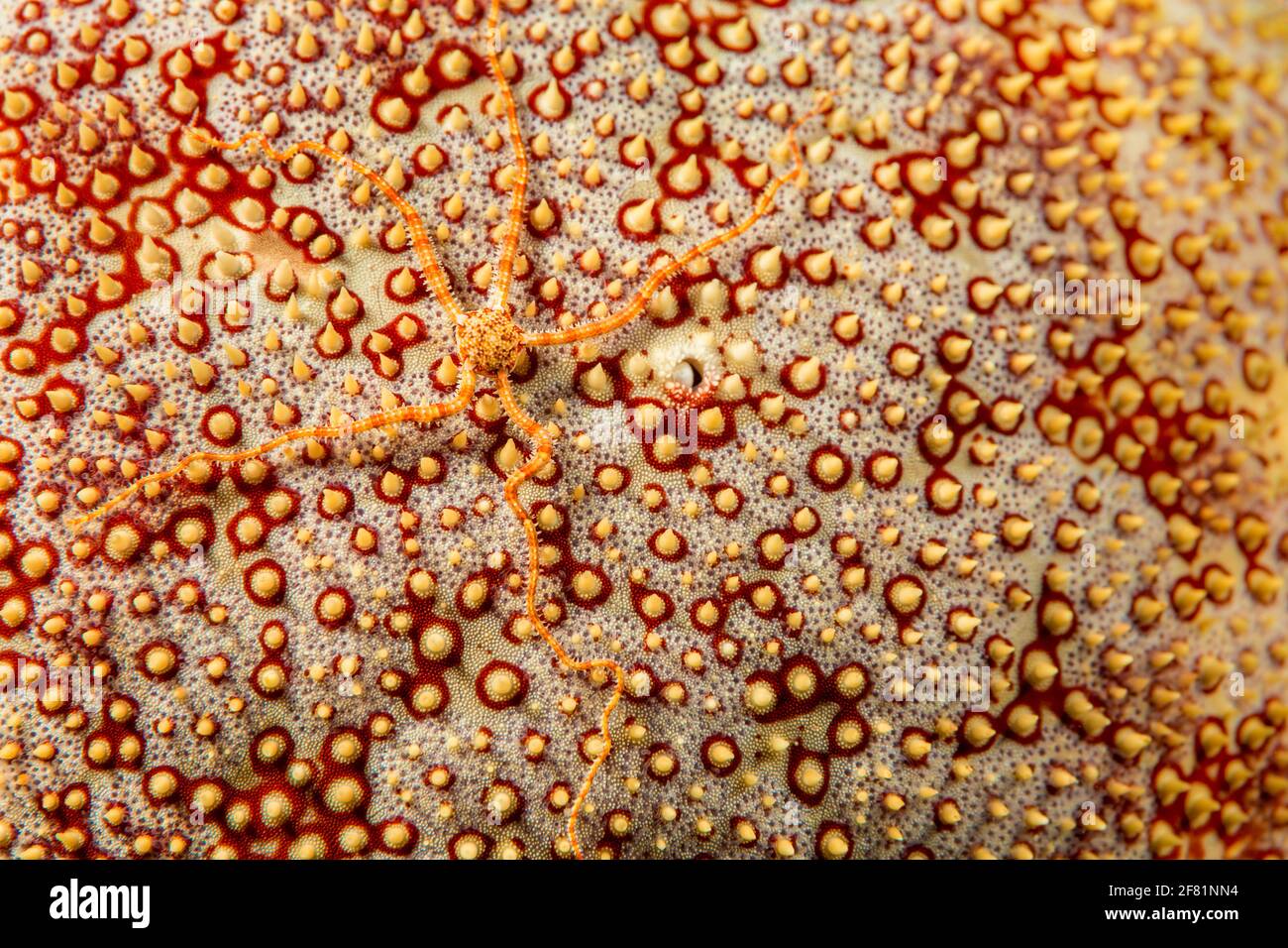 A longarm brittle star, Ophionereis porrecta, on the convoluted