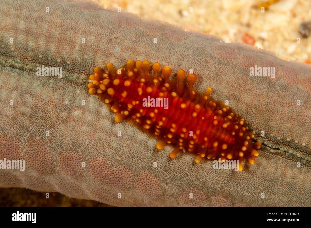Polynoid scale worm hi-res stock photography and images - Alamy
