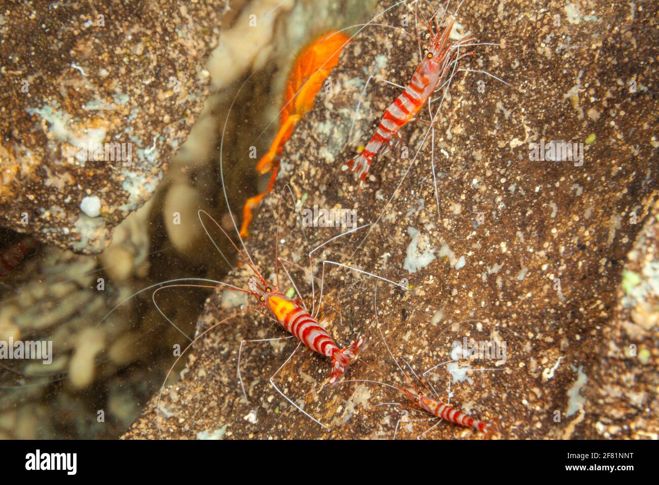 Lava tubes hires stock photography and images Alamy