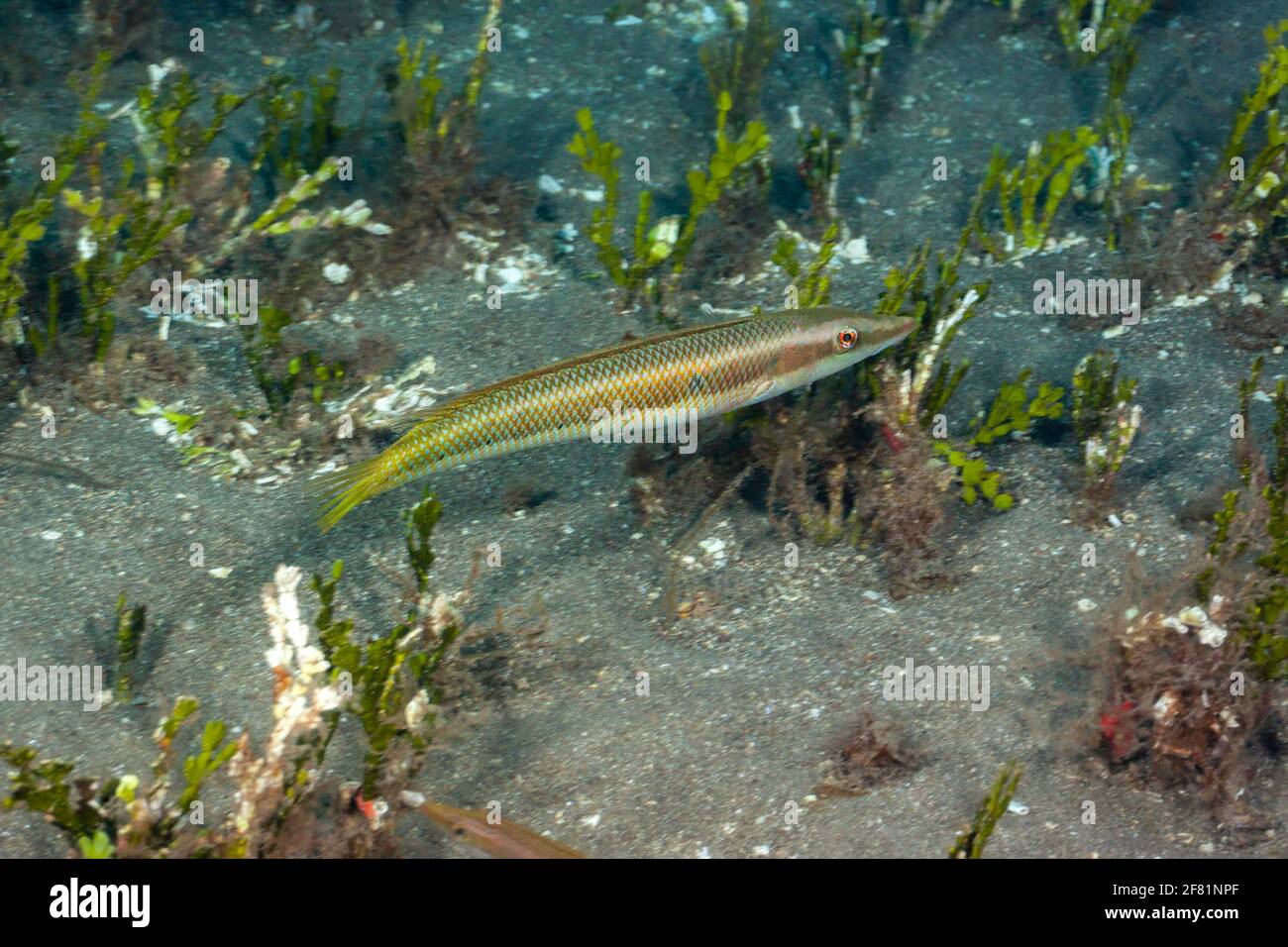 In the wrasse family, the cigar wrasse, Cheilio inermis, is unique and the only species in this genus. This individual is a male, Hawaii. Stock Photo