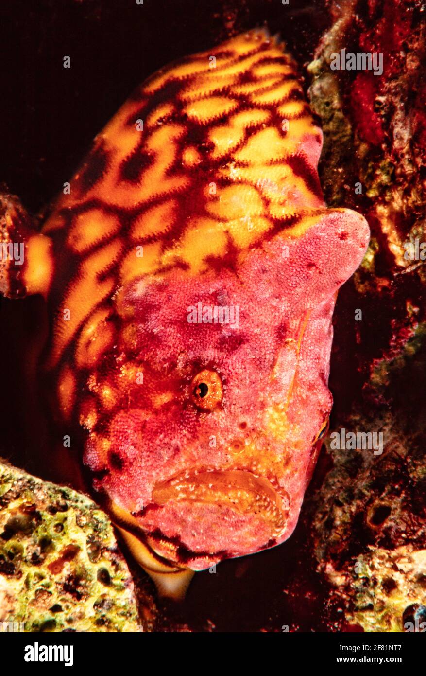 The reticulated frogfish, Antennatus tuberosus, is also referred to as a tuberculated frogfish, Hawaii. Stock Photo