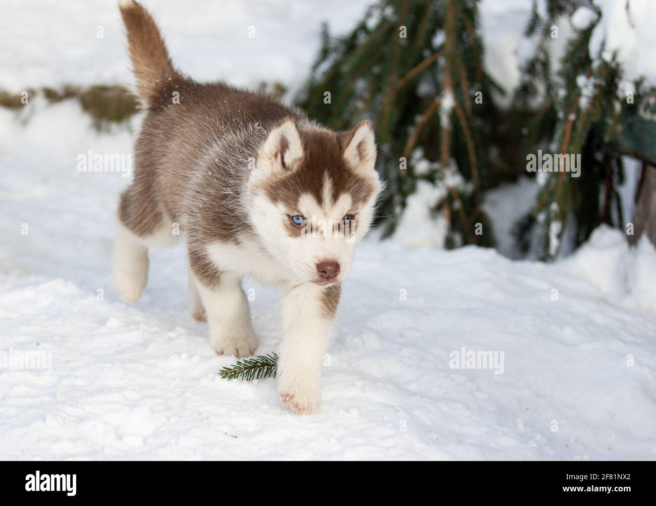 Portrait ofsmall a Siberian husky. Friendship forever.  Stock Photo