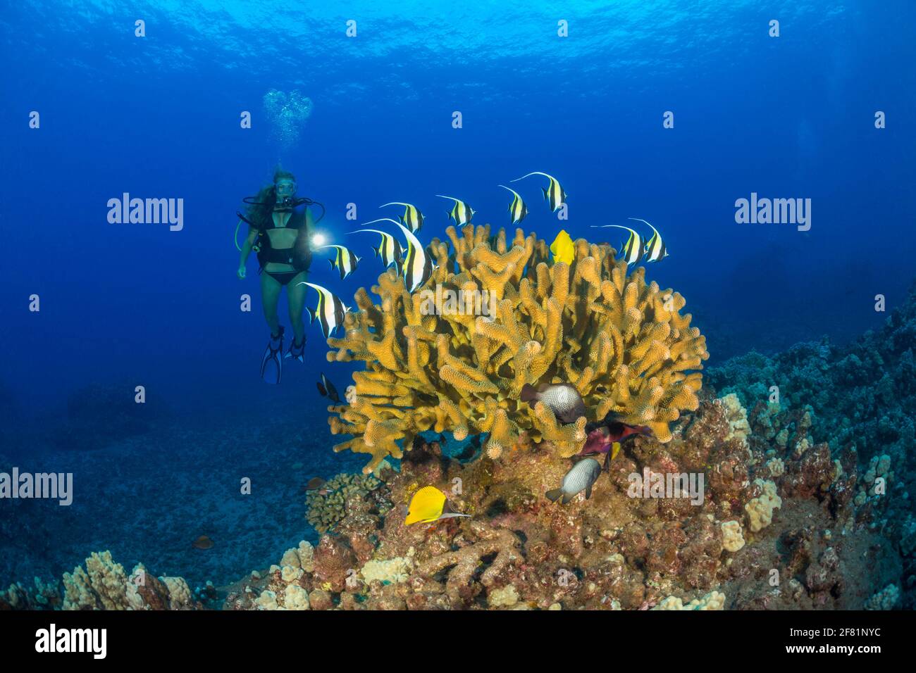 A diver (MR) shines her light on a school of moorish idol, Zanclus cornutus, circling a colony of antler coral, Pocillopora eydouxi, Hawaii. Stock Photo