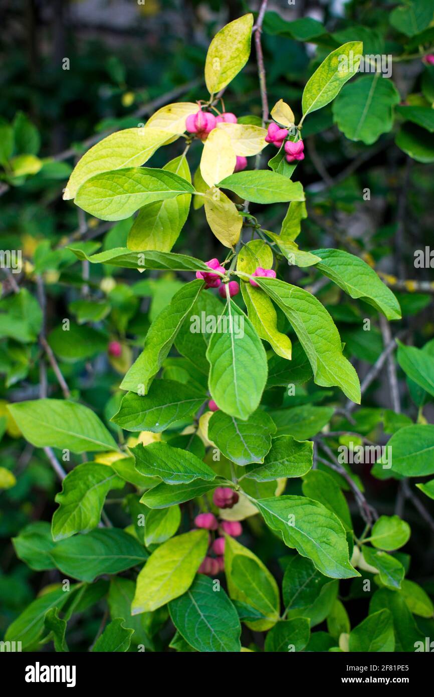 Deciduous shrub, pink flowers with orange seeds of euonymus europaeus or spindle. Celastraceae Stock Photo