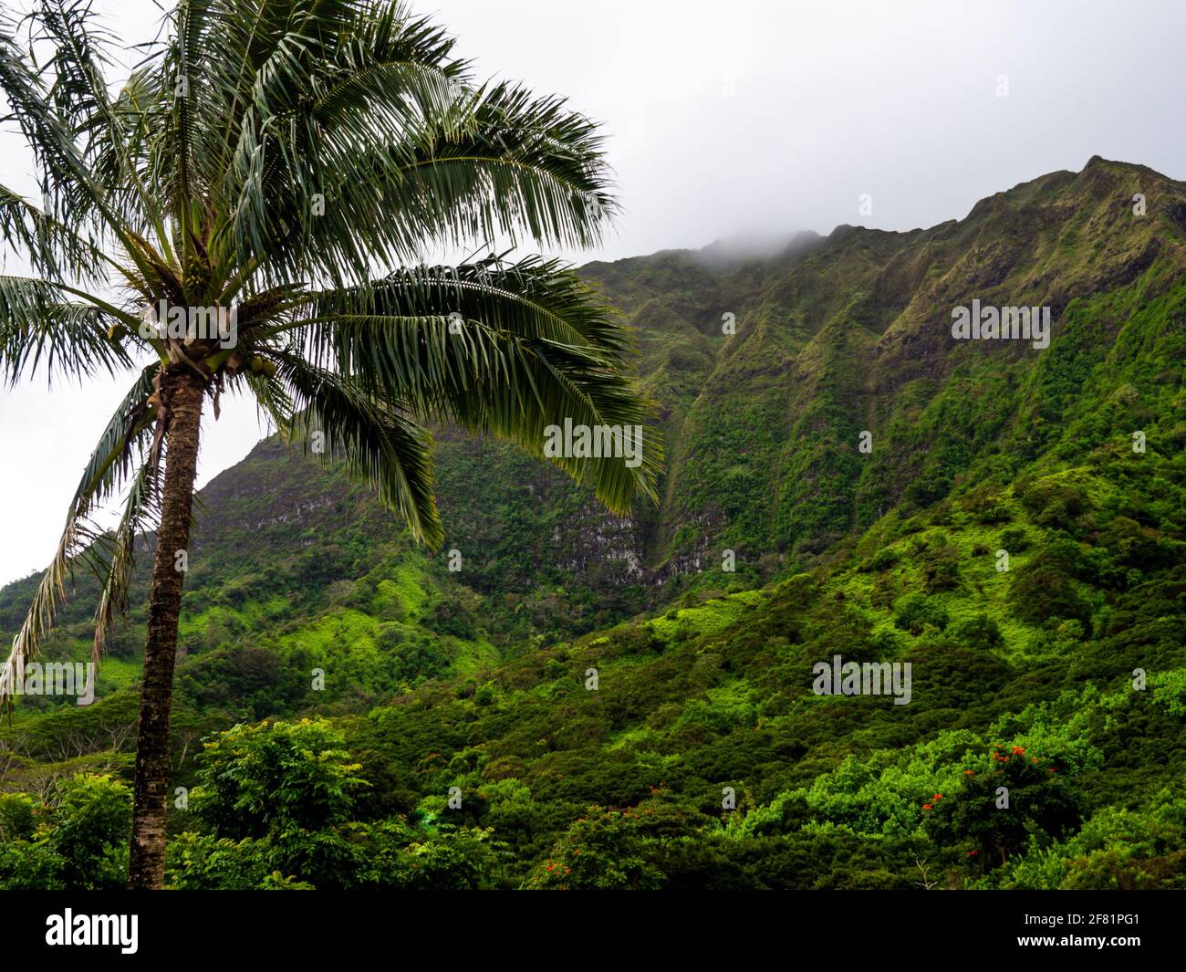 Palm tree jungle hi-res stock photography and images - Alamy
