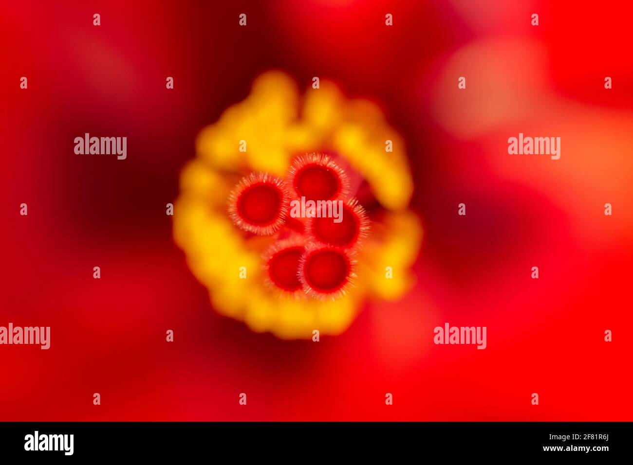 red hibiscus (Hibiscus rosa-sinensis) macro photography. Stock Photo