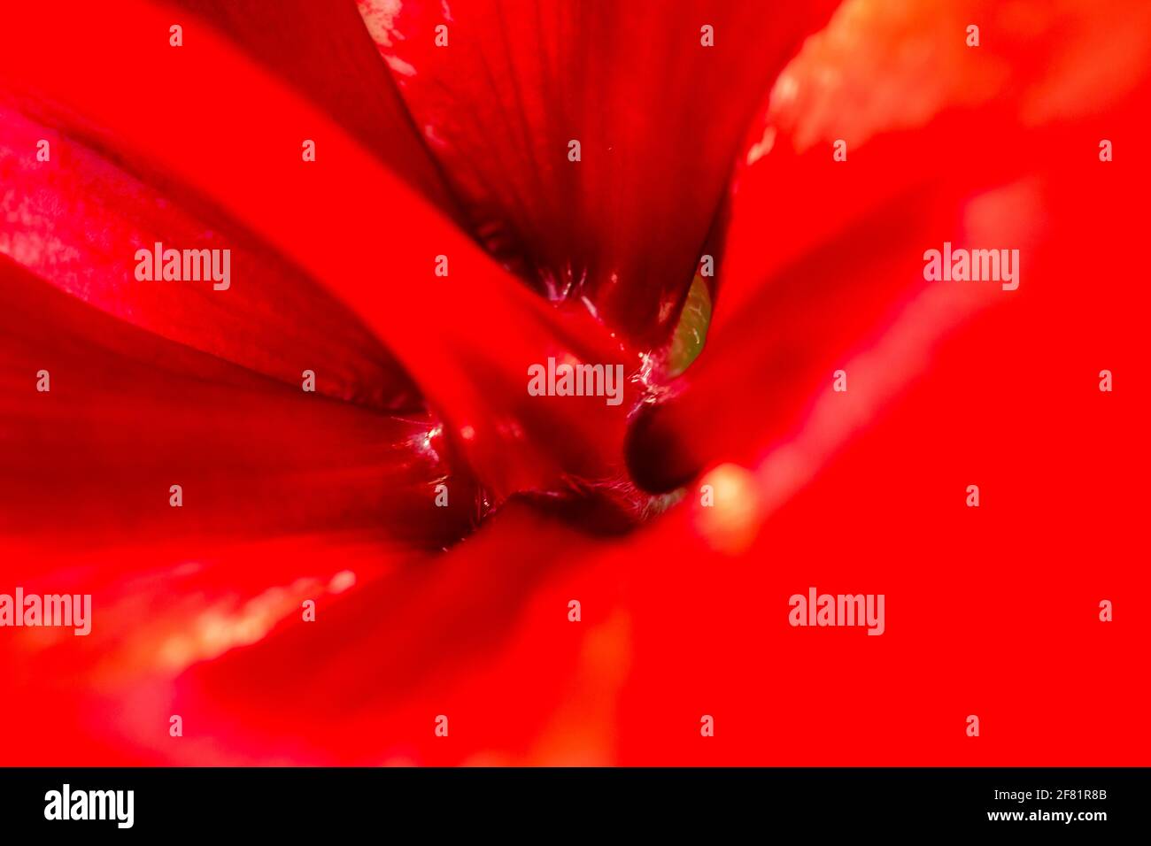red hibiscus (Hibiscus rosa-sinensis) macro photography. Stock Photo