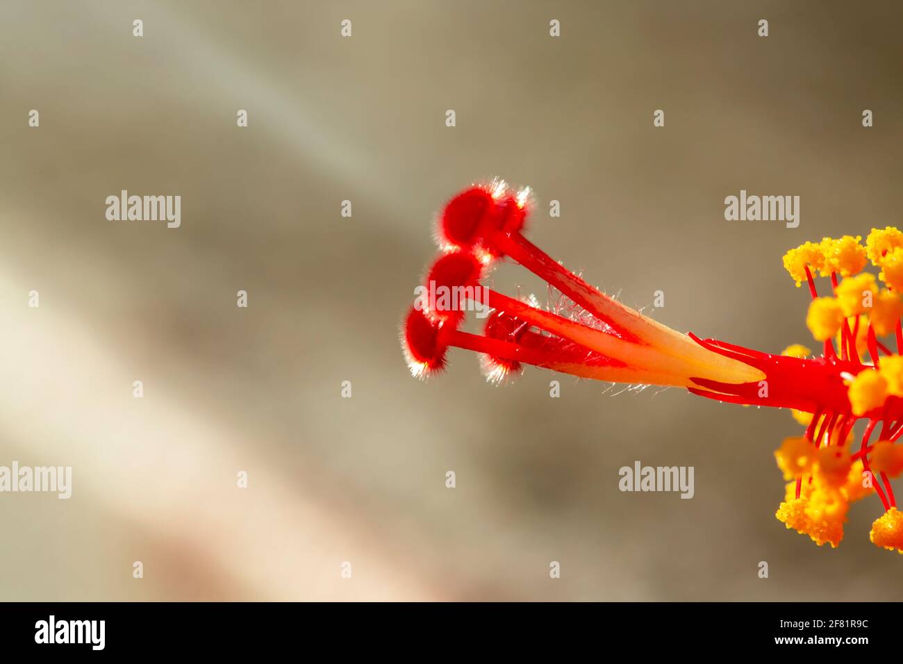 red hibiscus (Hibiscus rosa-sinensis) macro photography. Stock Photo