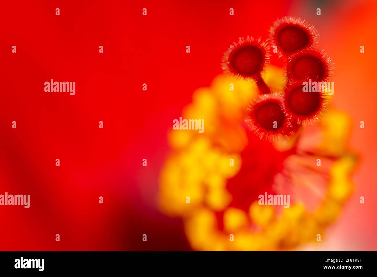 red hibiscus (Hibiscus rosa-sinensis) macro photography. Stock Photo