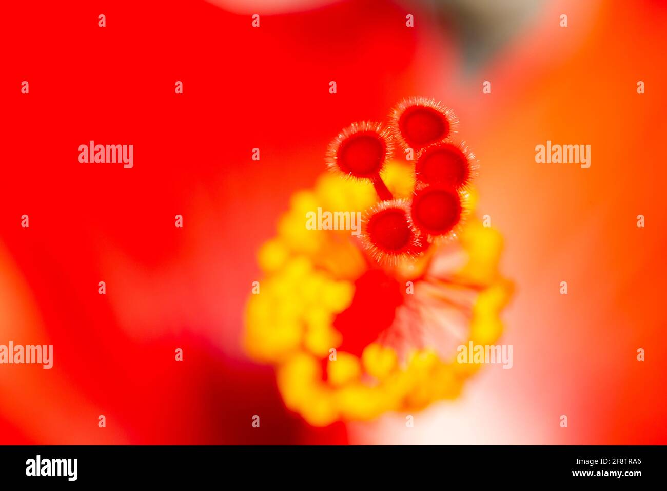 red hibiscus (Hibiscus rosa-sinensis) macro photography. Stock Photo