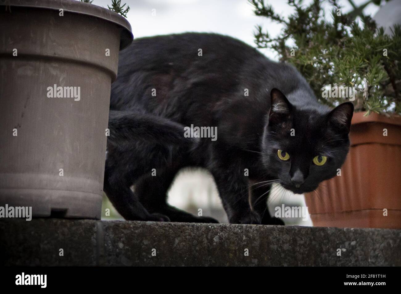 Black cat staring at viewer from wall with flowerpots Stock Photo Alamy