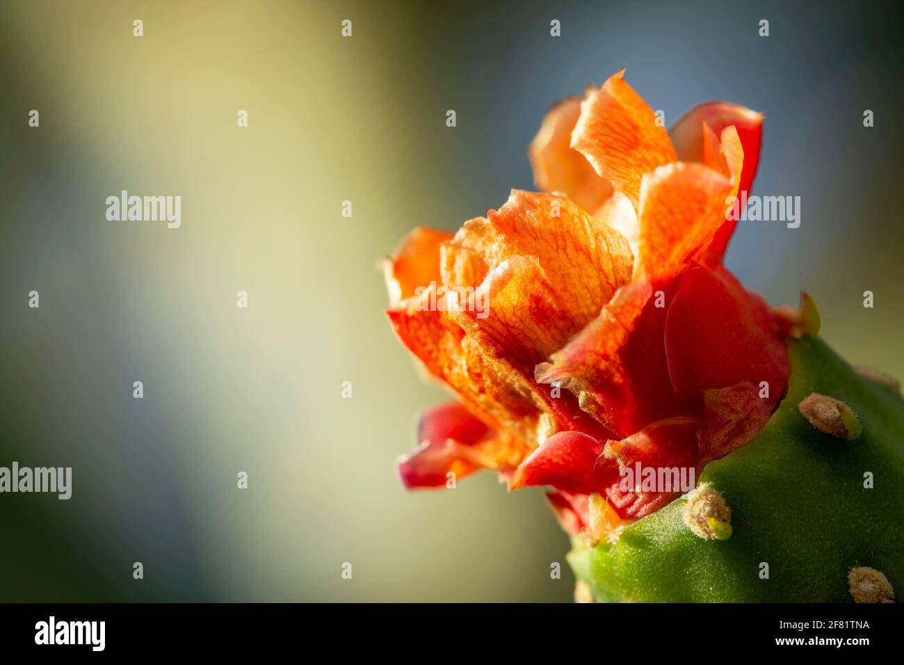 blooming cactus plant. Stock Photo