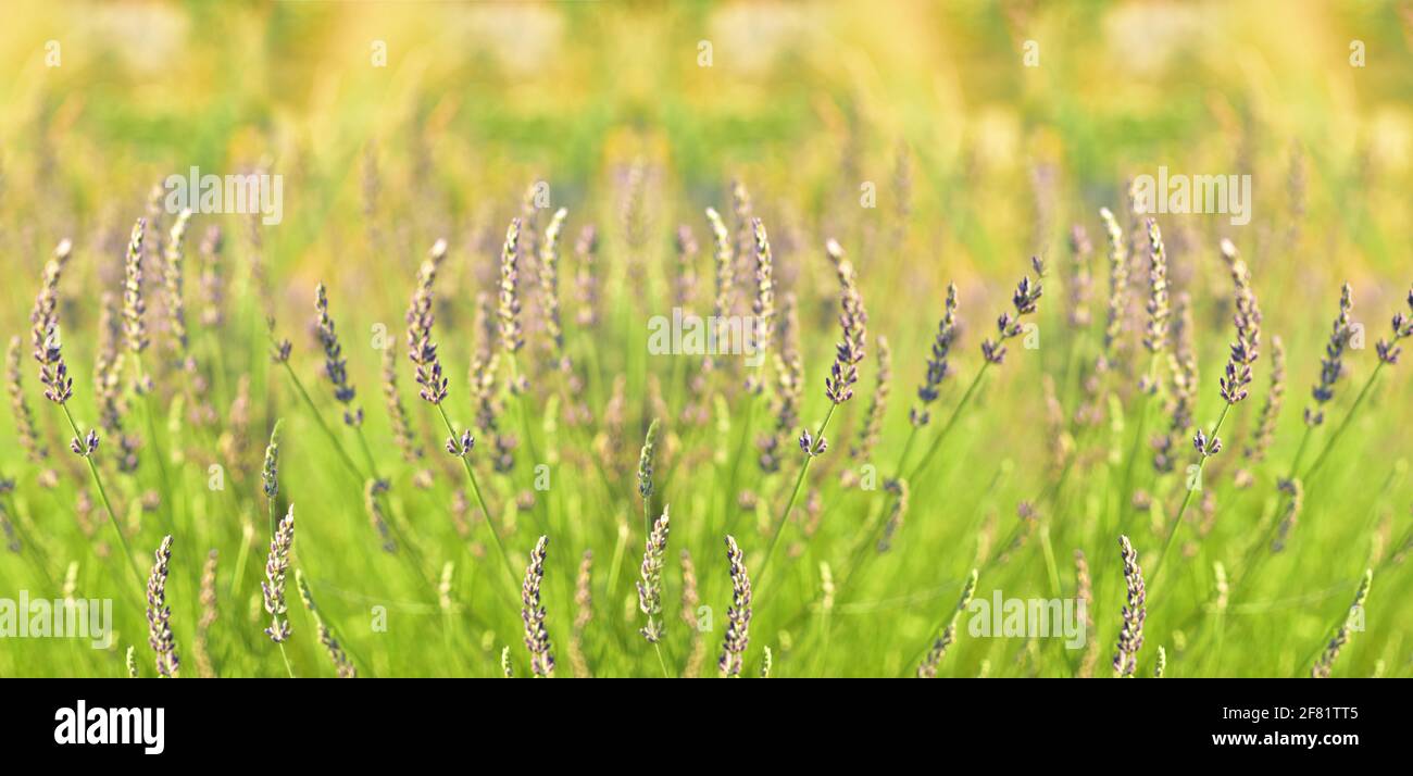 Summer time blooming of the violet lavender shrubs on jsno green background. Stock Photo