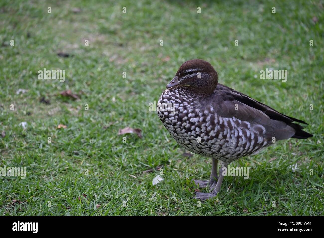 Puffed out feathers hires stock photography and images Alamy