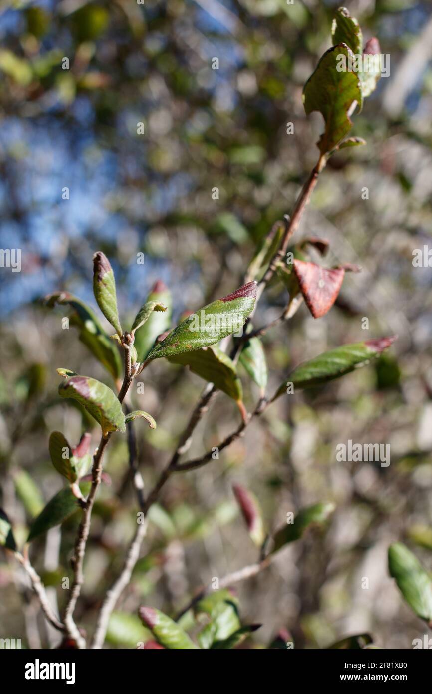 Distally broad rounded leaves of Western Mountain Mahogany, Cercocarpus Betuloides, Rosaceae, native in Red Rock MRCA, Santa Monica Mountains, Winter. Stock Photo